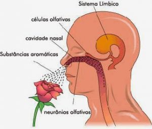 Imagen del programa de EIDH