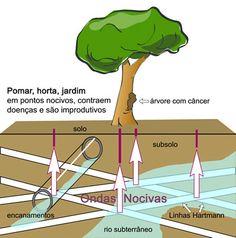Resultado de imagen de geobiologia