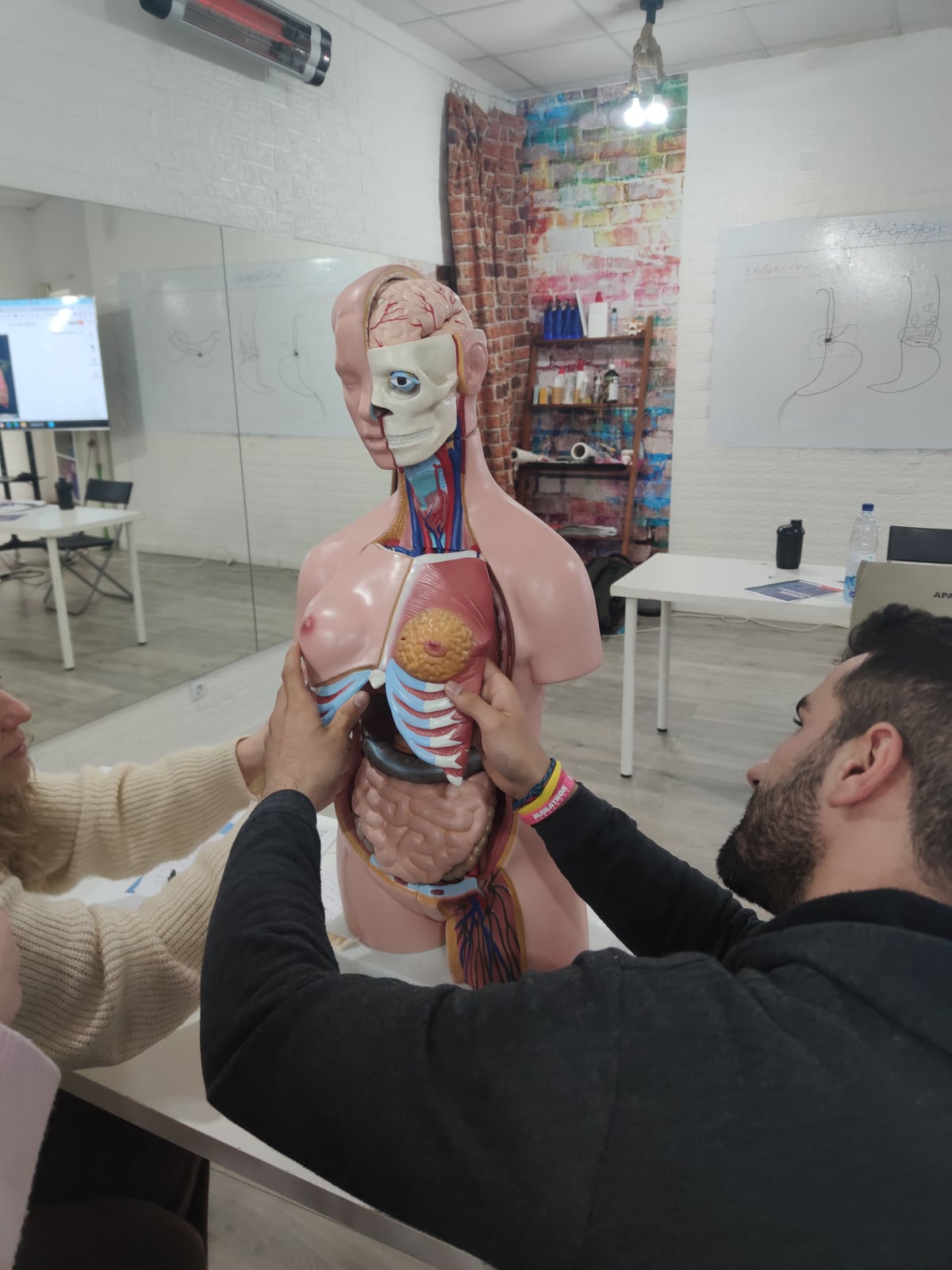 Estudio de la anatomía con un modelo desmontable